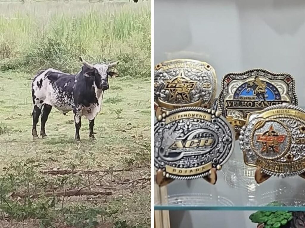 Touro campeão de rodeio é apreendido em operação contra lavagem de dinheiro do PCC 1 Touro campeão de rodeio é apreendido em operação contra lavagem de dinheiro do PCC em Segurança