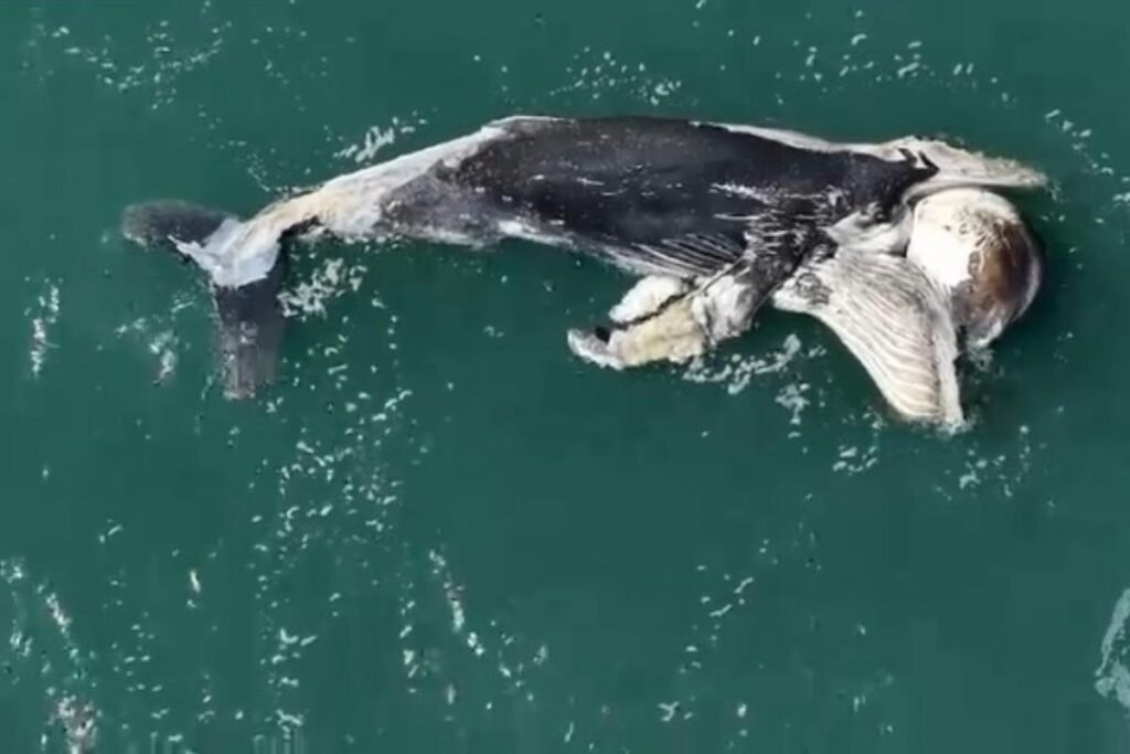 Filhote de baleia-jubarte é encontrado morto no canal entre São Sebastião e Ilhabela 2 Filhote de baleia-jubarte é encontrado morto no canal entre São Sebastião e Ilhabela em Ambiente
