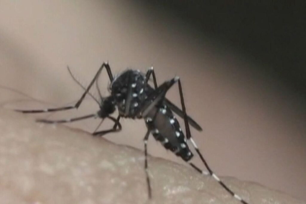 Adolescente de 13 anos é a segunda morte confirmada por dengue em Taubaté; região chega a seis óbitos 10 Adolescente de 13 anos é a segunda morte confirmada por dengue em Taubaté; região chega a seis óbitos em Segurança