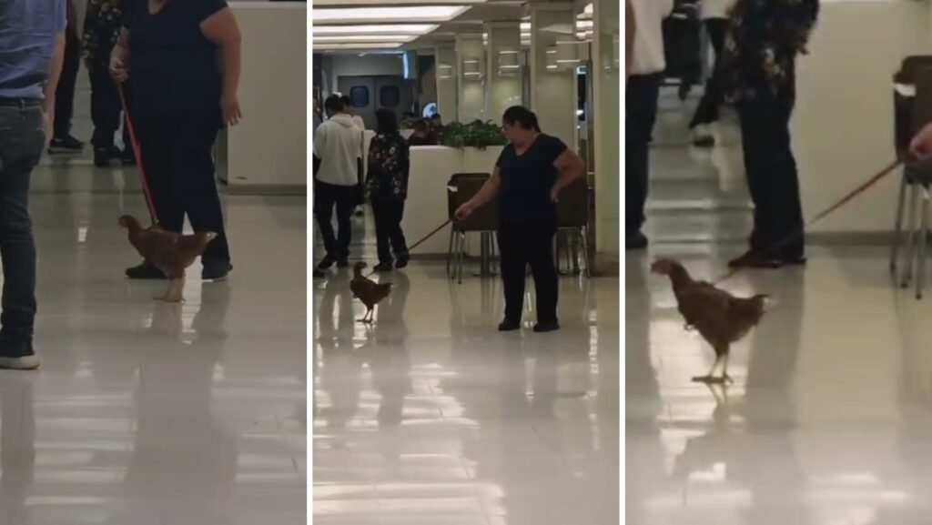 Luzes e barulho: riscos para animais exóticos em shoppings após vídeos viralizarem em Segurança