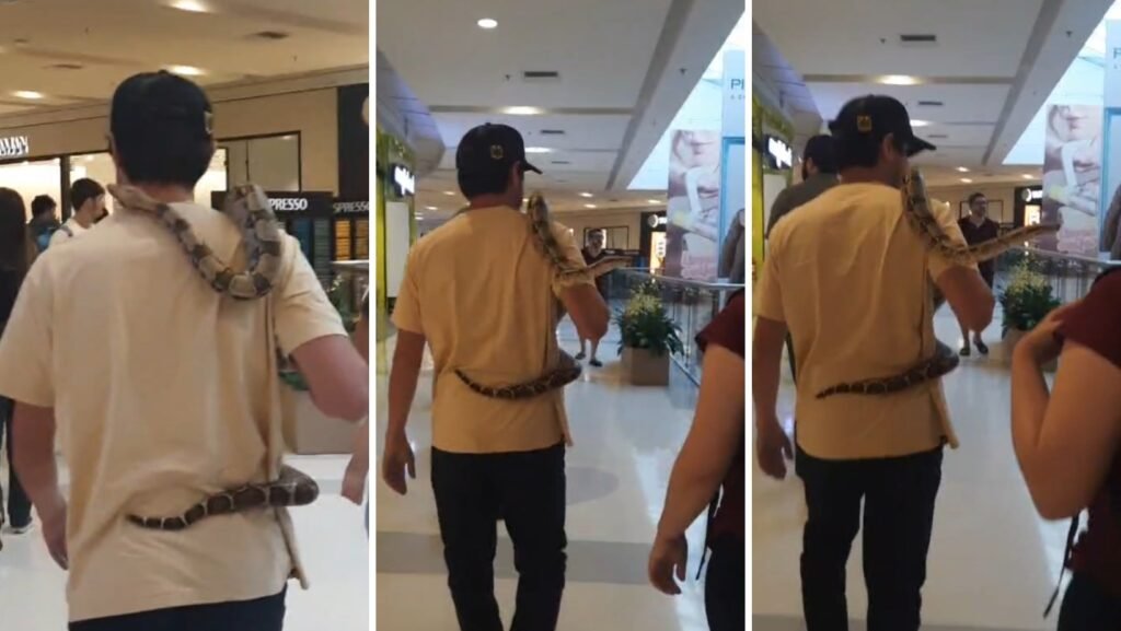 homem é flagrado com cobra no pescoço em shopping de SP em Segurança