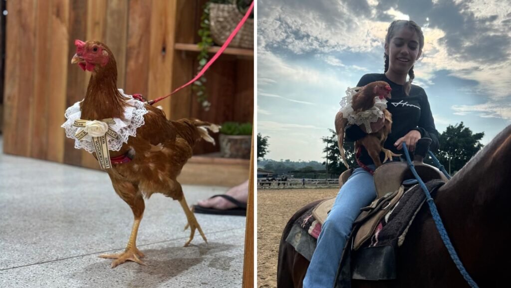 Galinha de estimação é vista passeando em shopping e vídeo viraliza em Câmara e Prefeitura