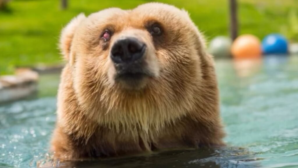 Urso-pardo resgatado após 20 anos de maus-tratos em circo falece em santuário em Meio Ambiente