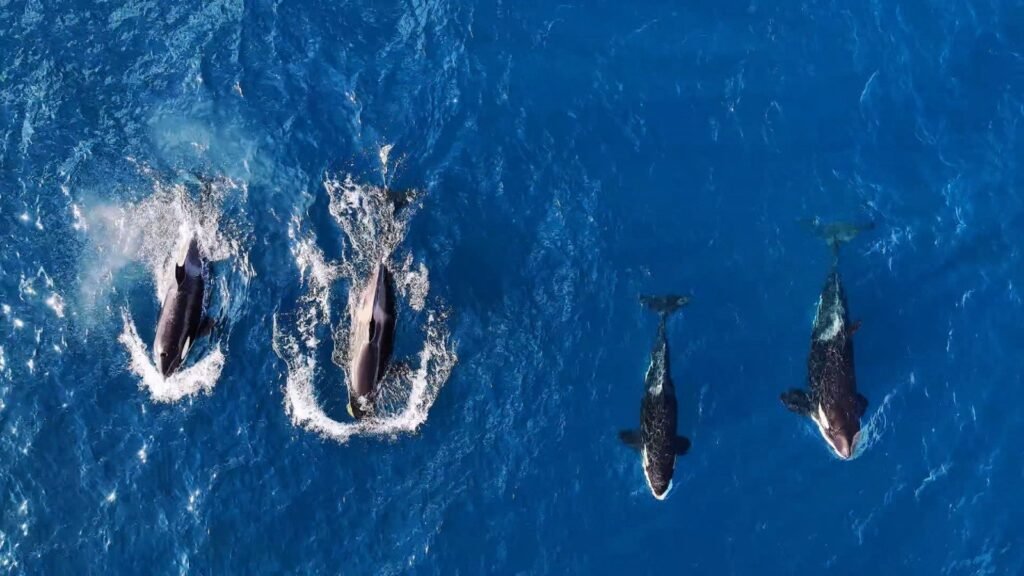 Grupo de orcas é avistado nadando em Ilhabela, litoral paulista em Meio Ambiente