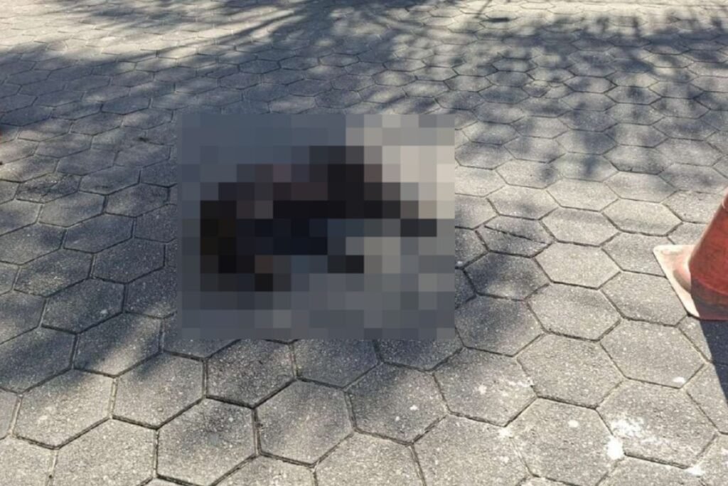 Polícia apura morte de cachorro arrastado por carro em Caraguatatuba, SP em Segurança
