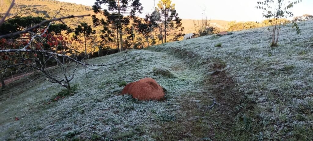 Depois de recorde de frio, Campos do Jordão deve ter aumento nas temperaturas, mas ainda com chance de geada 5 Depois de recorde de frio, Campos do Jordão deve ter aumento nas temperaturas, mas ainda com chance de geada em Previsão...